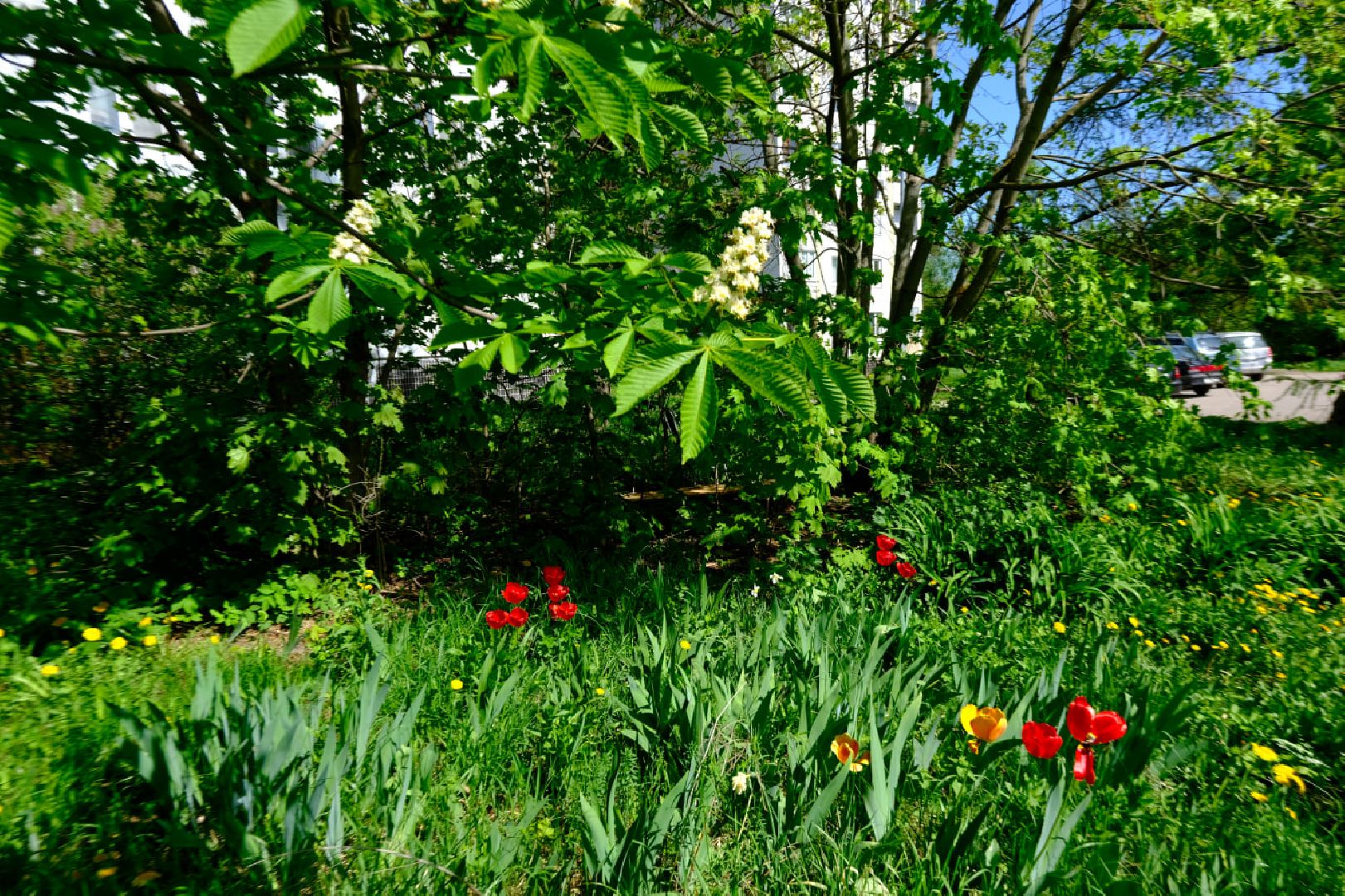пущино, серпухов, благоустройство, цветы,