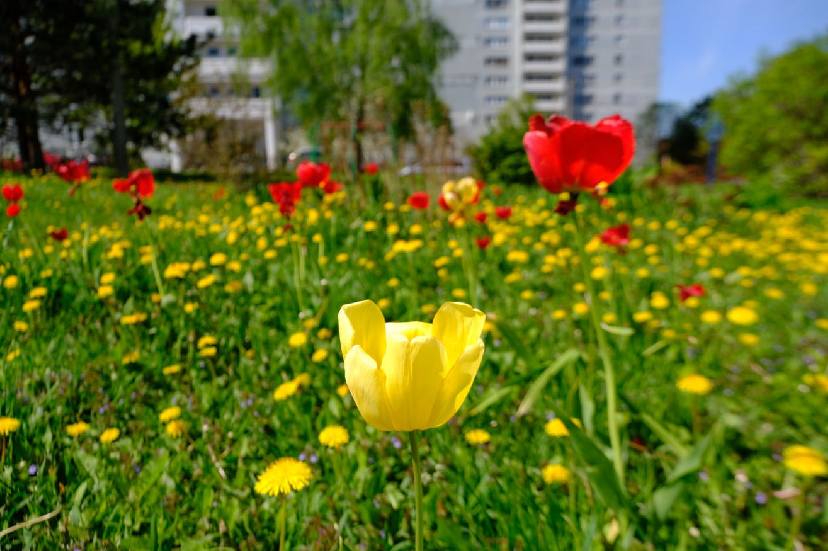 пущино, серпухов, благоустройство, цветы,