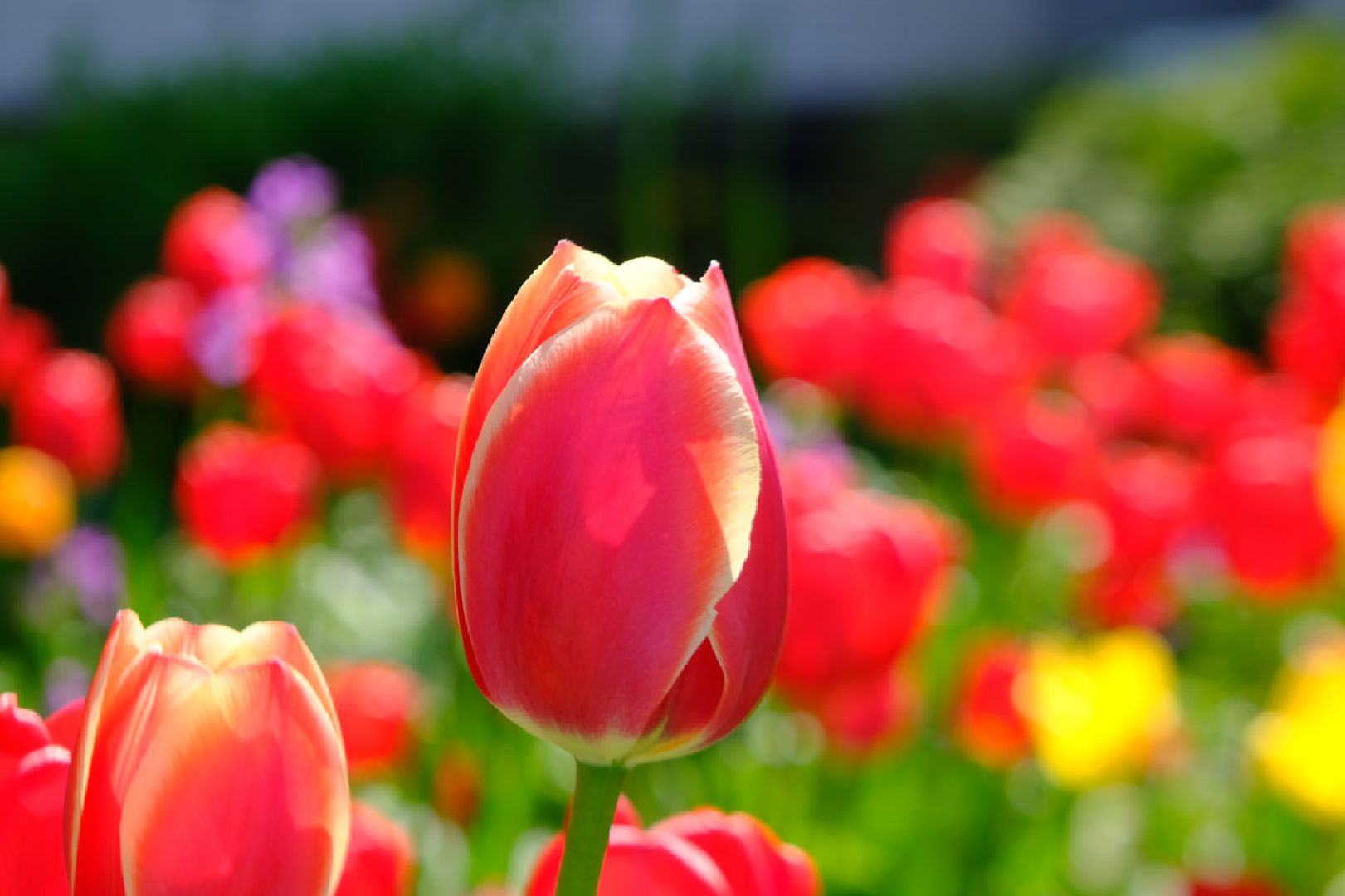 пущино, серпухов, благоустройство, цветы,