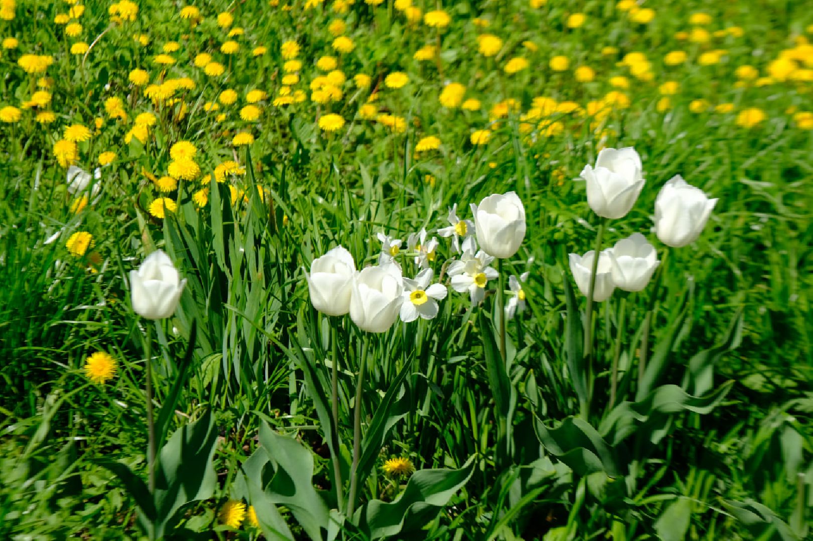 пущино, серпухов, благоустройство, цветы,