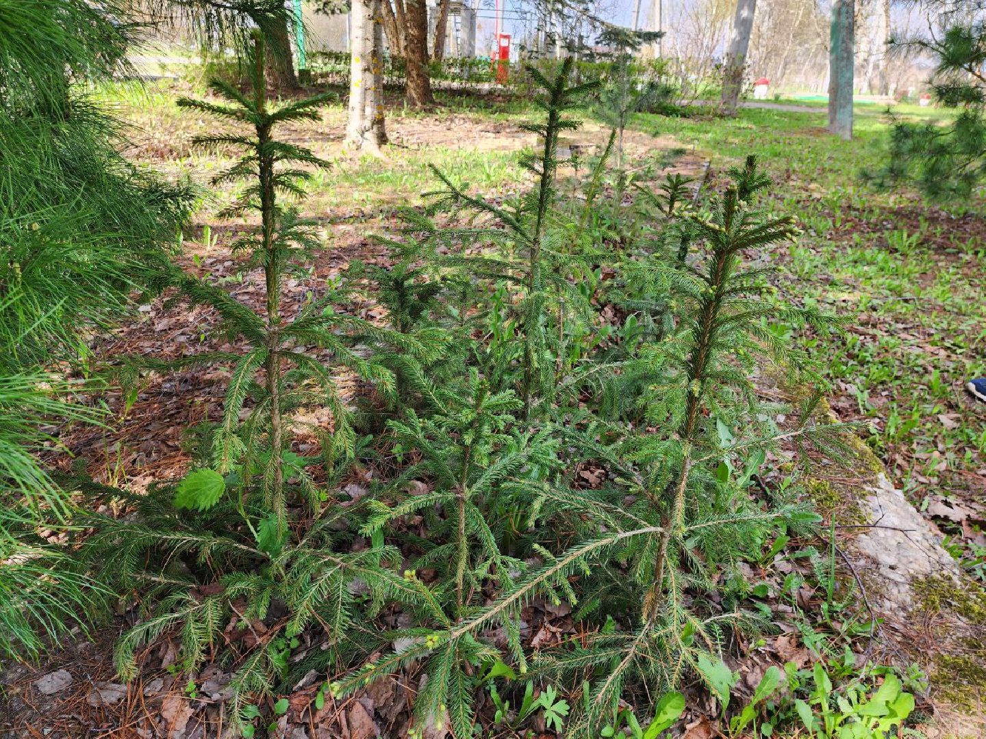 можайск, можайский городской округ, подмосковье, лесничество, тропаревское участковое лесничество, экология, школьные отряды, юные натуралисты,