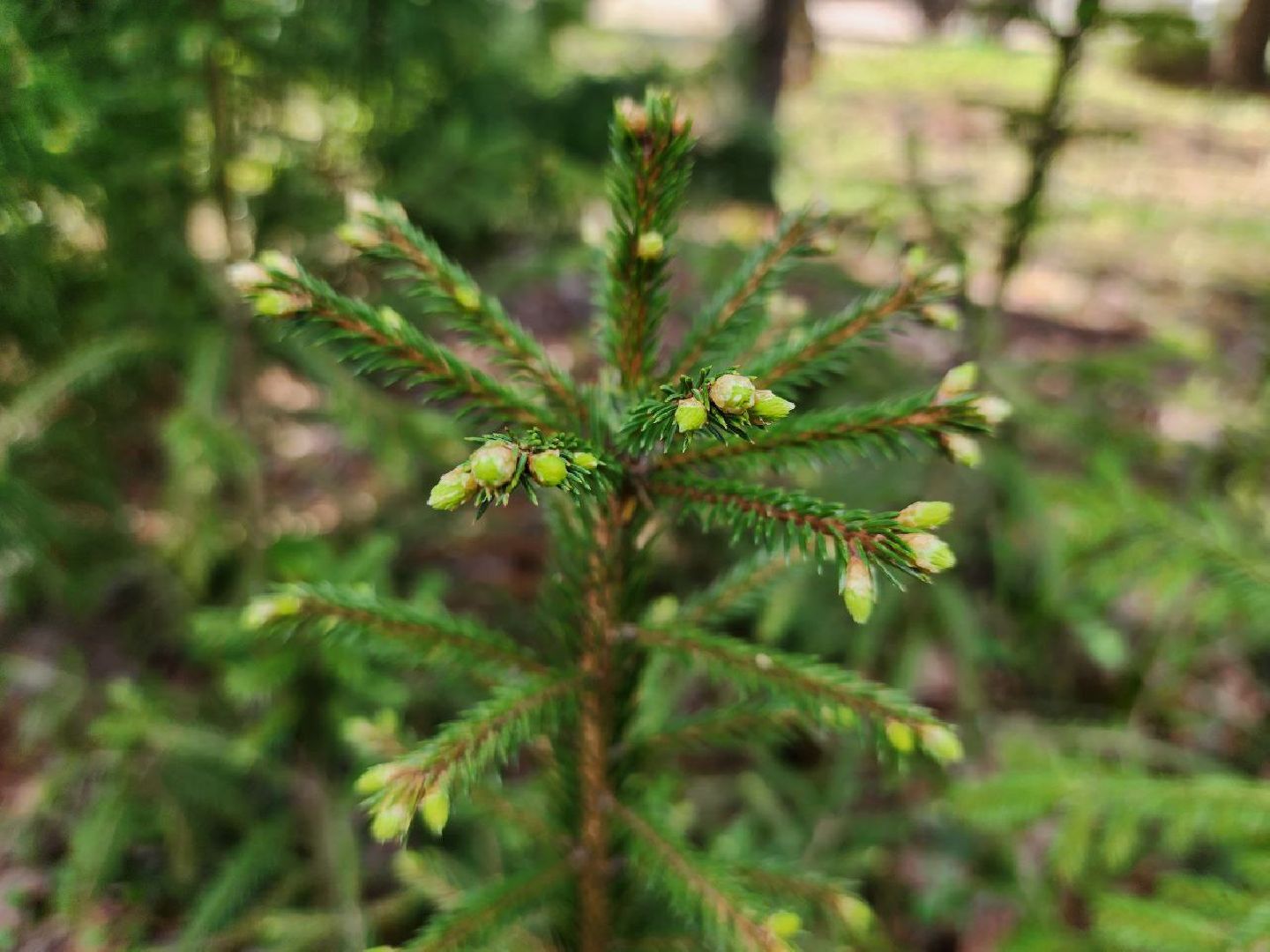 можайск, можайский городской округ, подмосковье, лесничество, тропаревское участковое лесничество, экология, школьные отряды, юные натуралисты,