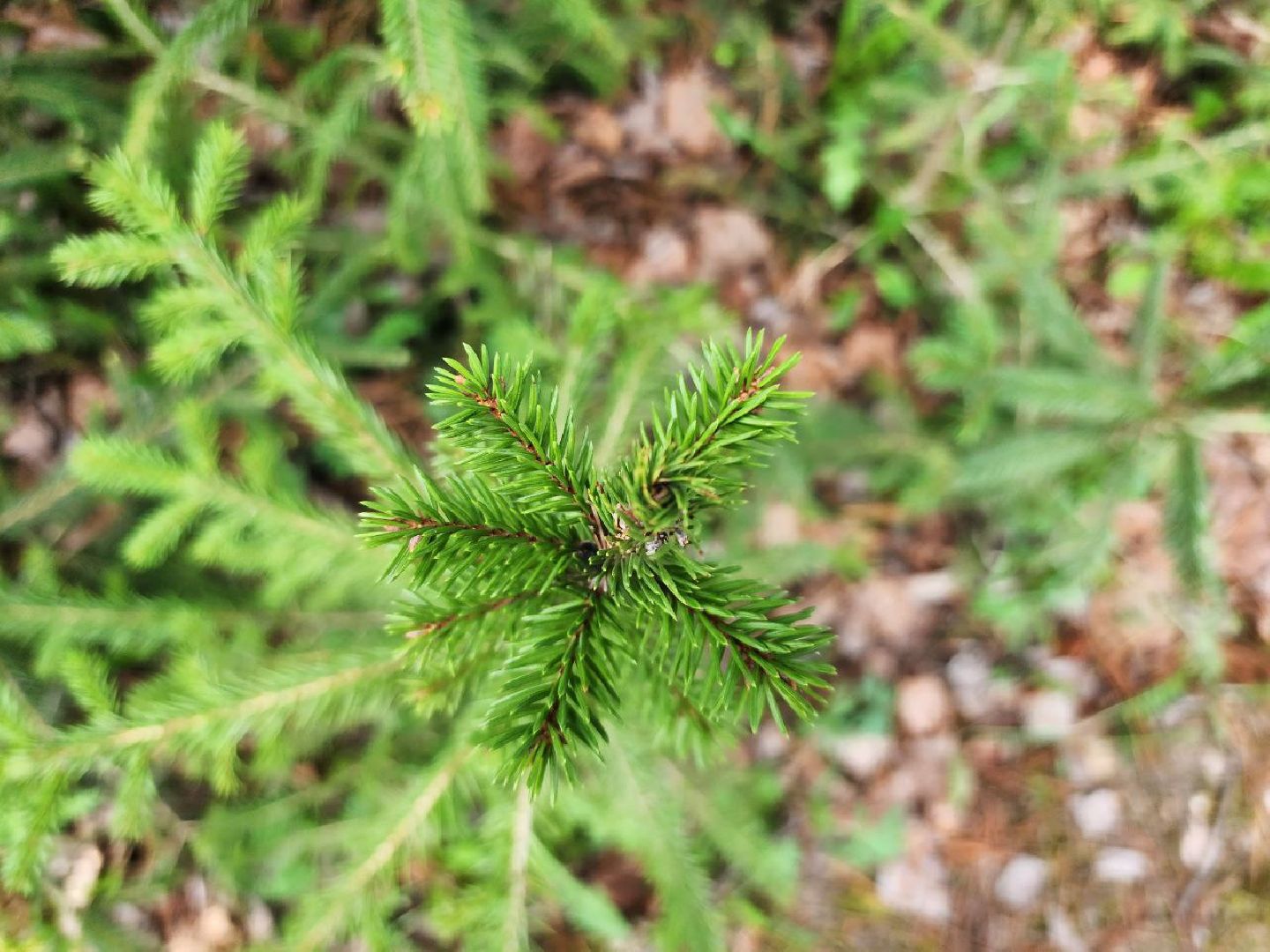 можайск, можайский городской округ, подмосковье, лесничество, тропаревское участковое лесничество, экология, школьные отряды, юные натуралисты,