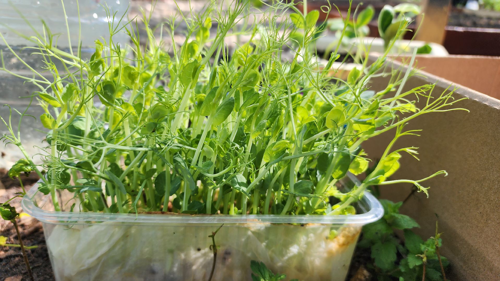 парк, общественный огород, Лосино-Петровский,