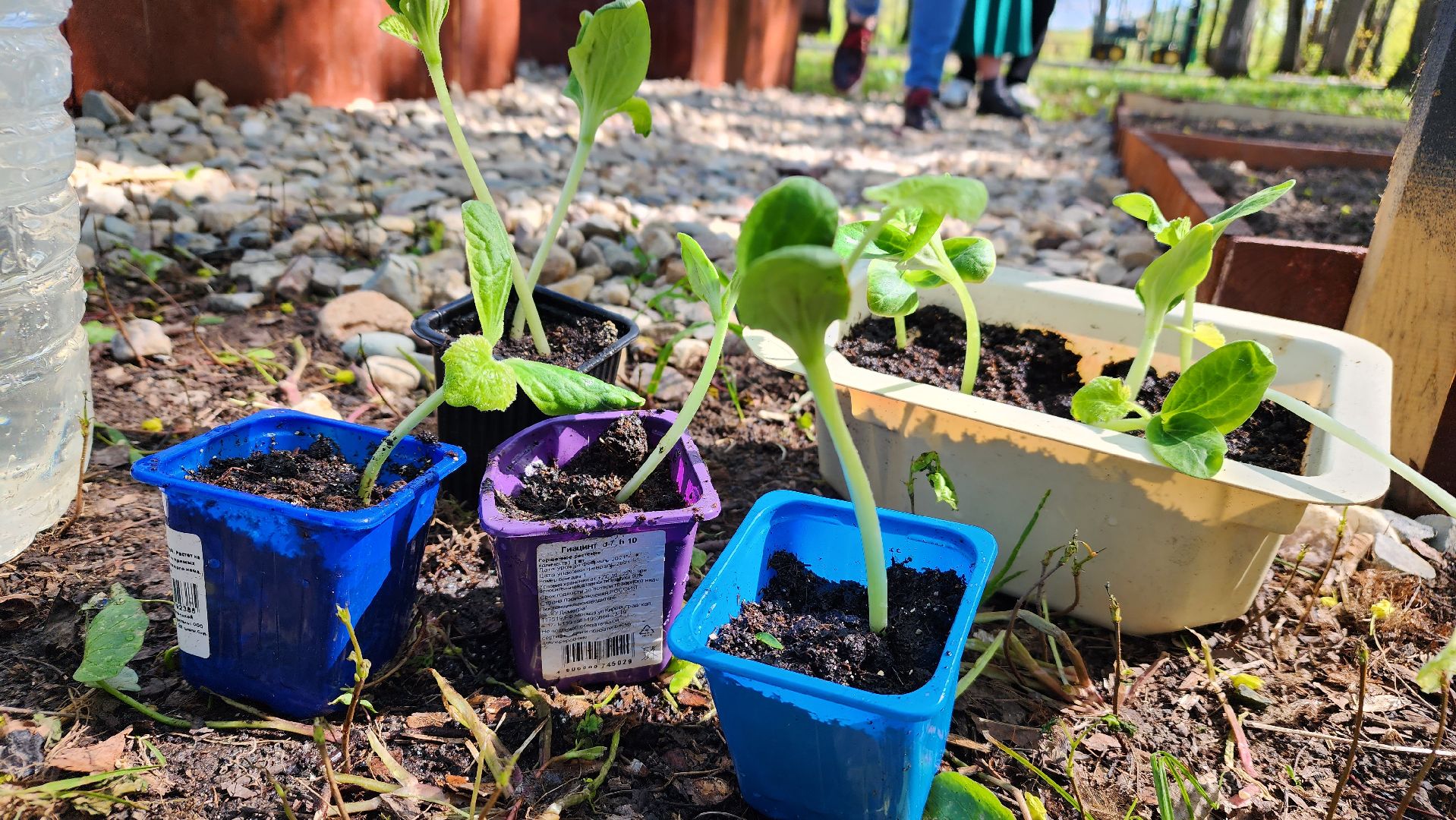 парк, общественный огород, Лосино-Петровский,