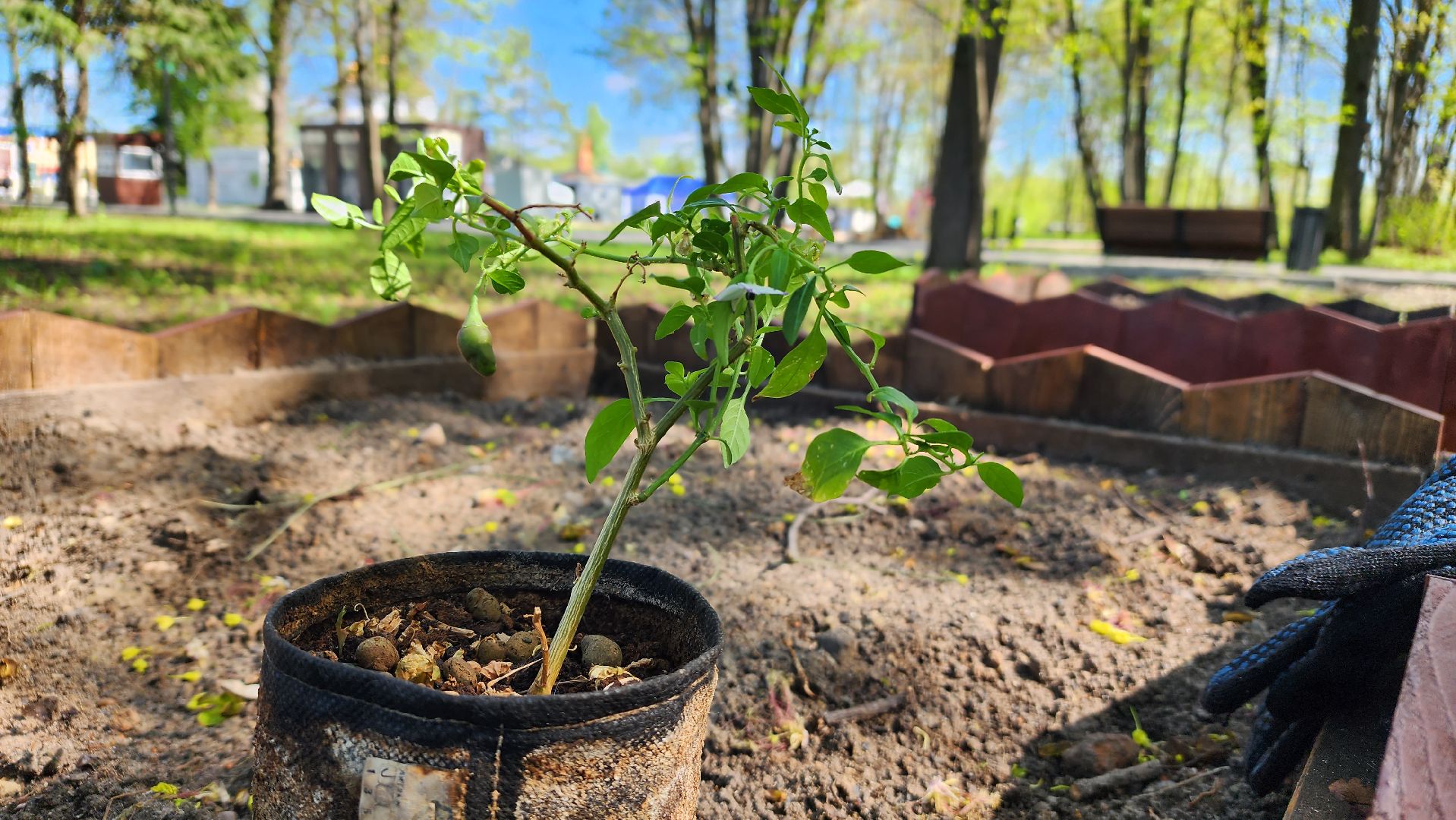 парк, общественный огород, Лосино-Петровский,