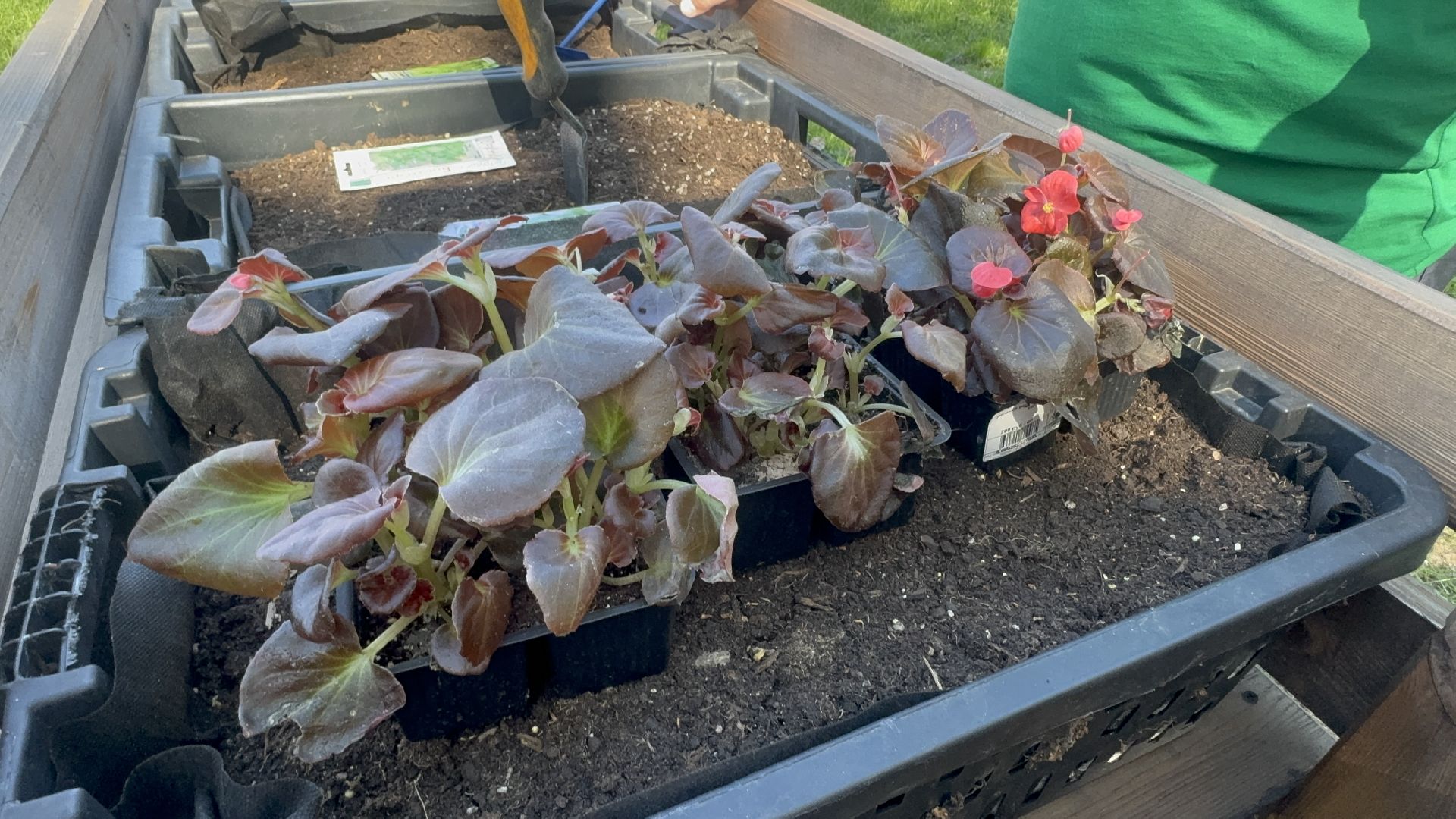 Солнечногорск, общественный огород, проект, Жители, Семена,