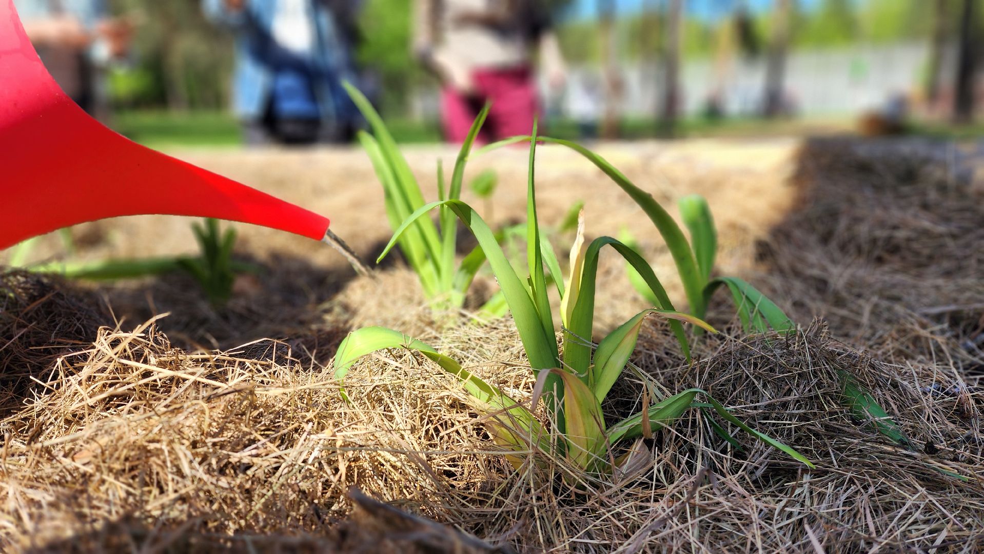 парки подмосковья, кузьминский лес,