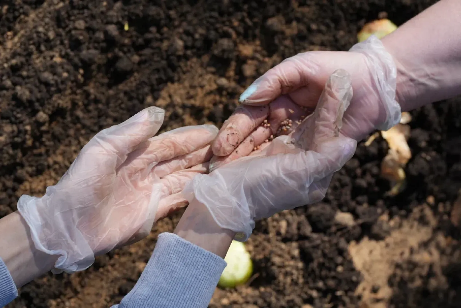 наро-фоминск, центральный парк наро-фоминска, общественный огород,