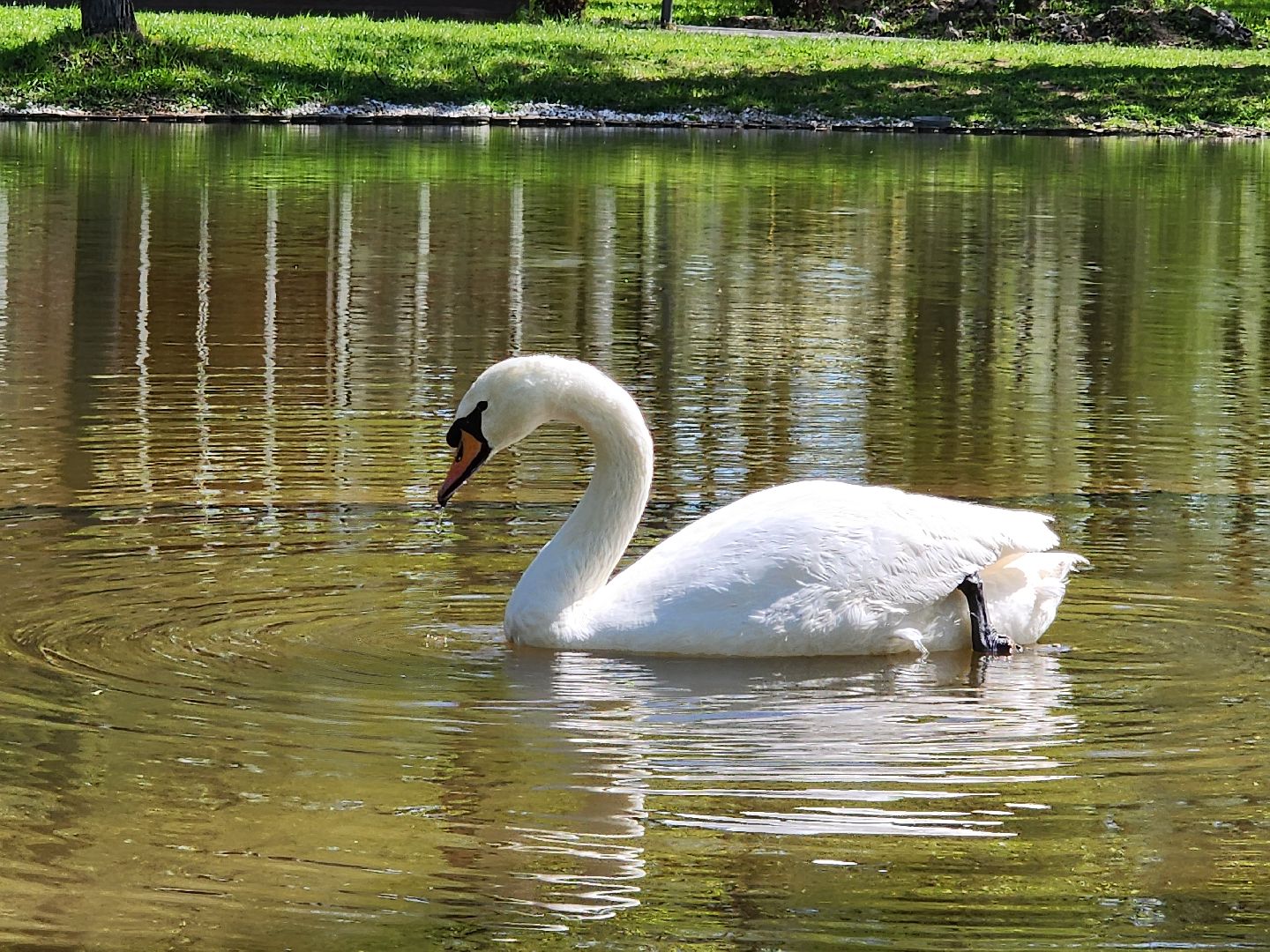 серпухов, подмосковье, лебеди, парк имени олега степанова,