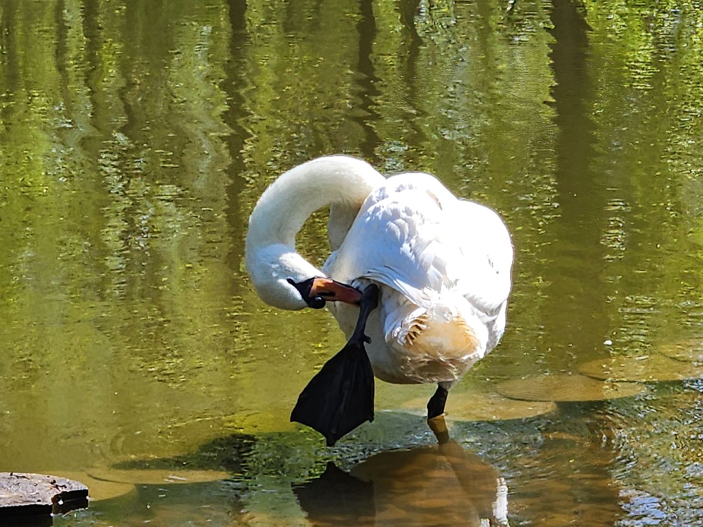 серпухов, подмосковье, лебеди, парк имени олега степанова,