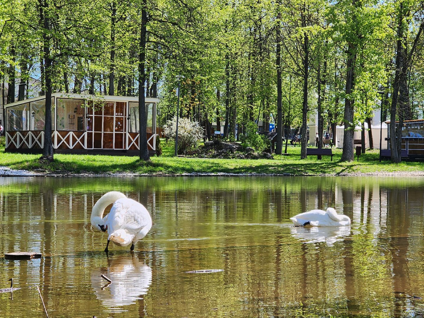 серпухов, подмосковье, лебеди, парк имени олега степанова,