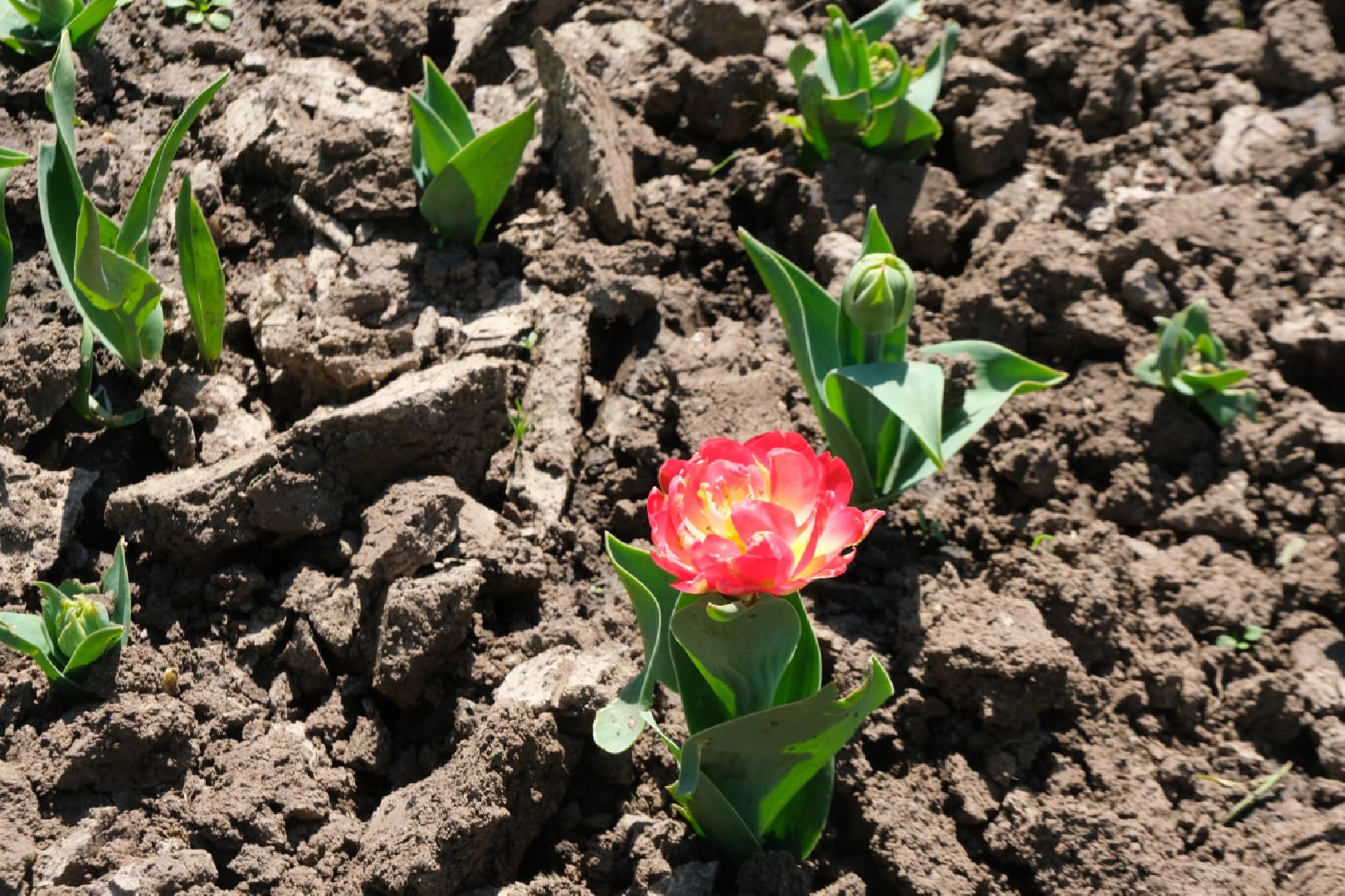 Пущино, благоустойство, серпухов,