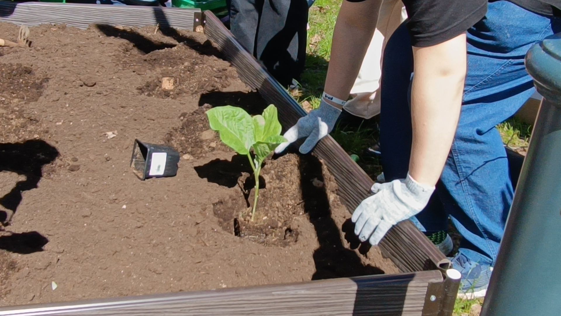 парк, огород, лобня,