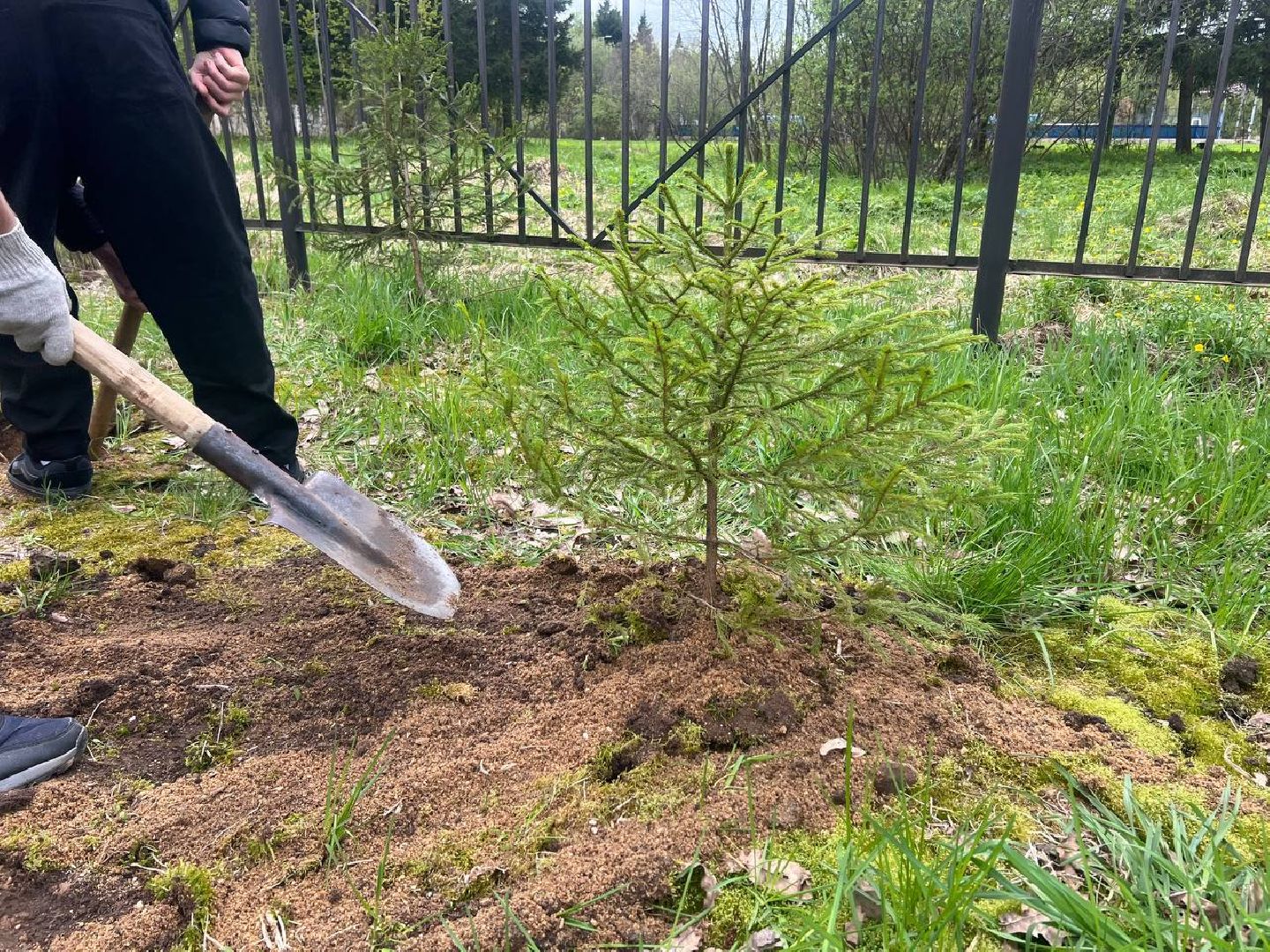 добрые дела, школьники, посадка деревьев,