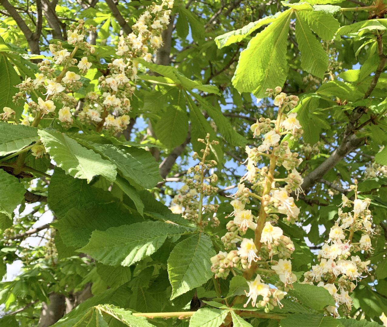 Балашиха, Подмосковье, Благоустройство, бульвар цветов, каштаны,