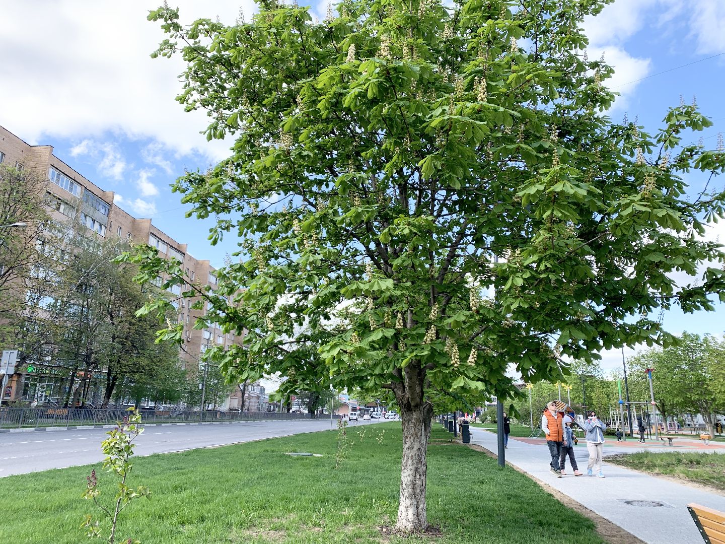 Балашиха, Подмосковье, Благоустройство, бульвар цветов, каштаны,