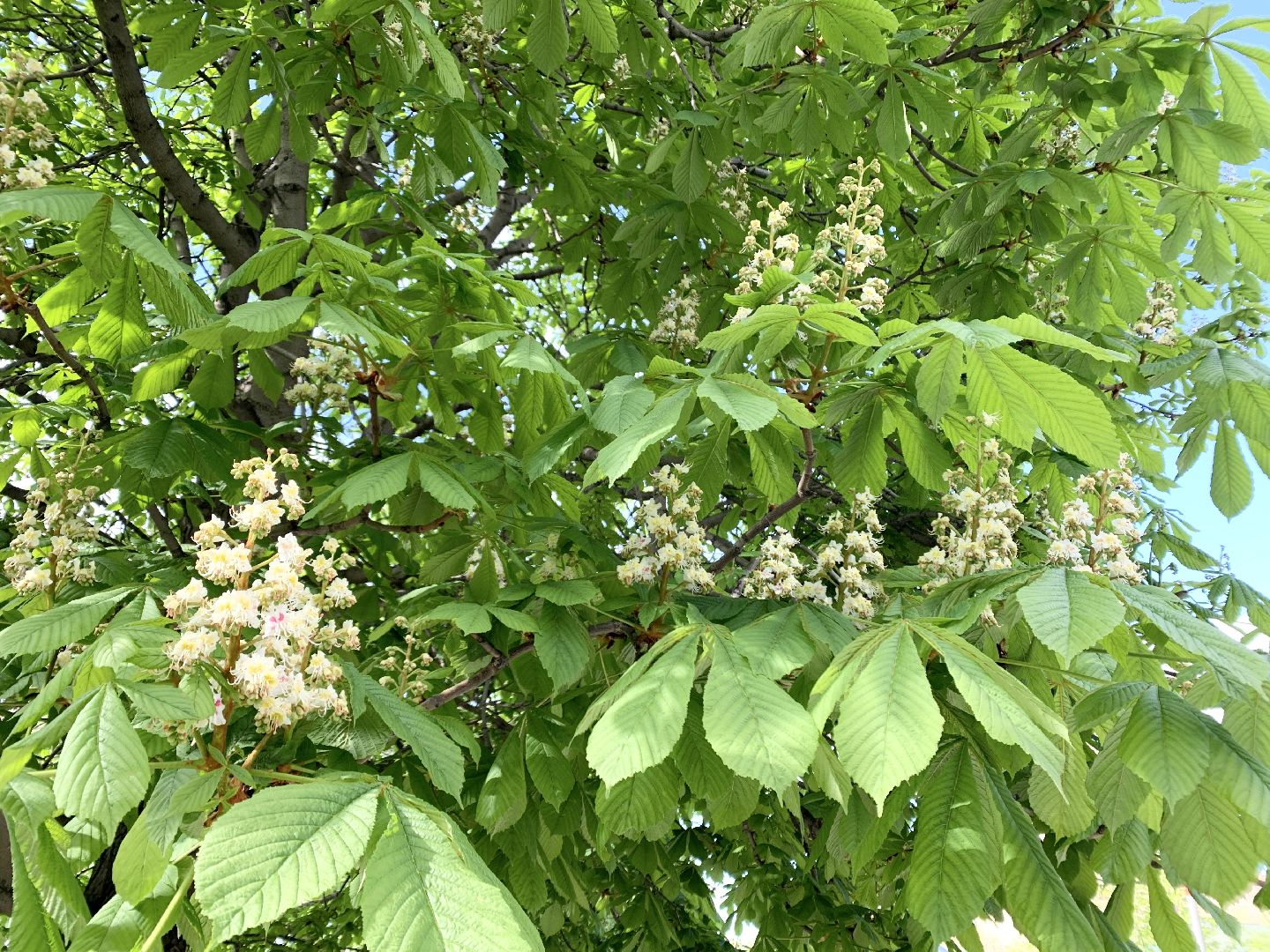 Балашиха, Подмосковье, Благоустройство, бульвар цветов, каштаны,