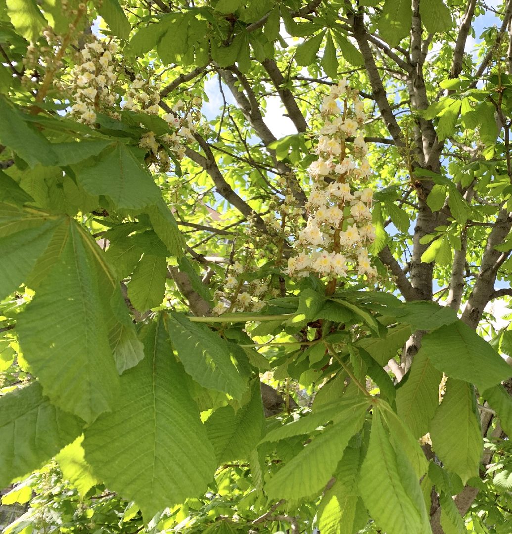 Балашиха, Подмосковье, Благоустройство, бульвар цветов, каштаны,