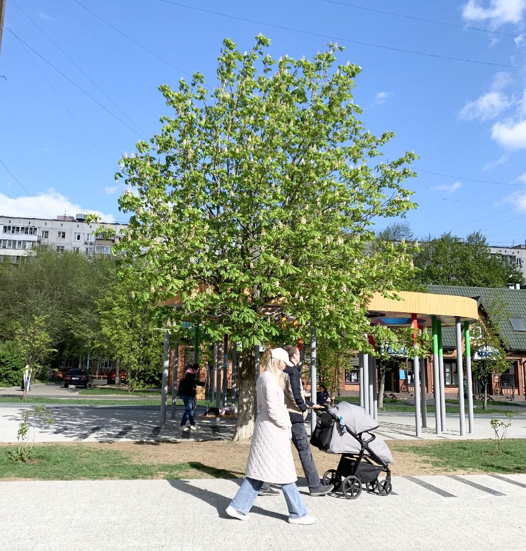 Балашиха, Подмосковье, Благоустройство, бульвар цветов, каштаны,