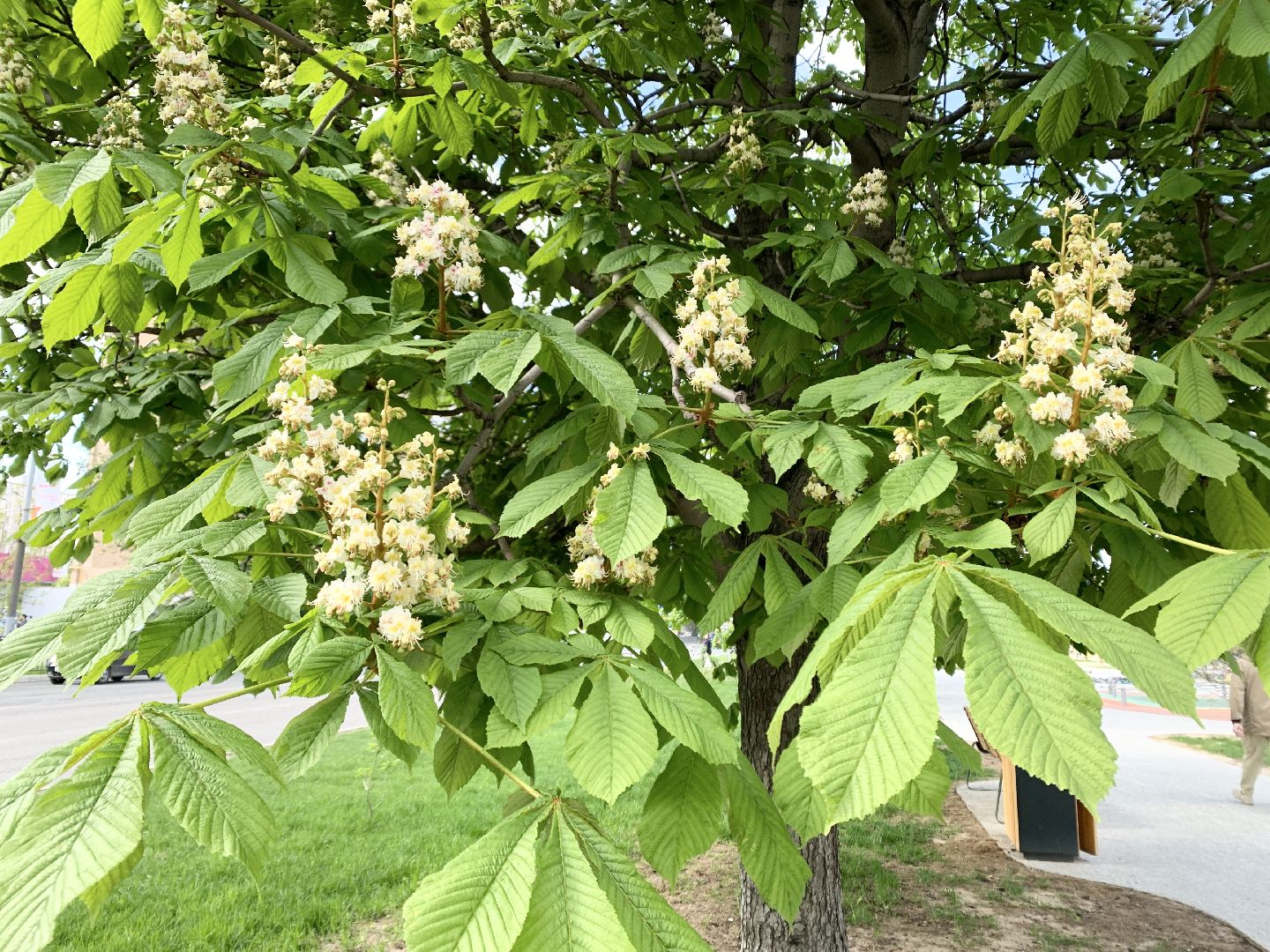 Балашиха, Подмосковье, Благоустройство, бульвар цветов, каштаны,