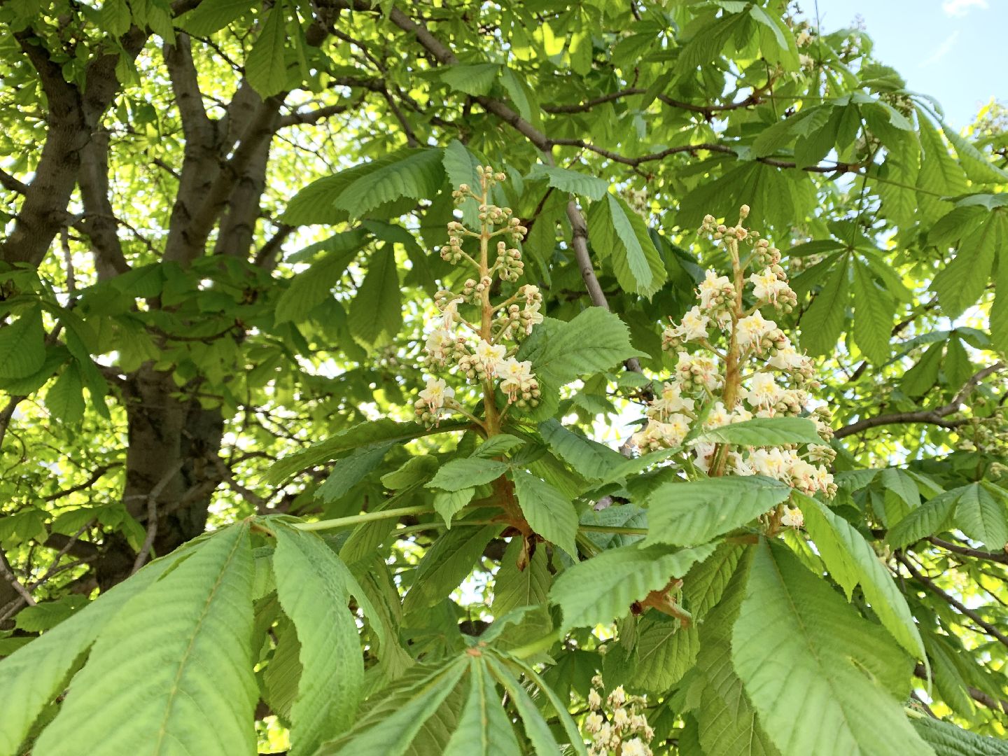 Балашиха, Подмосковье, Благоустройство, бульвар цветов, каштаны,