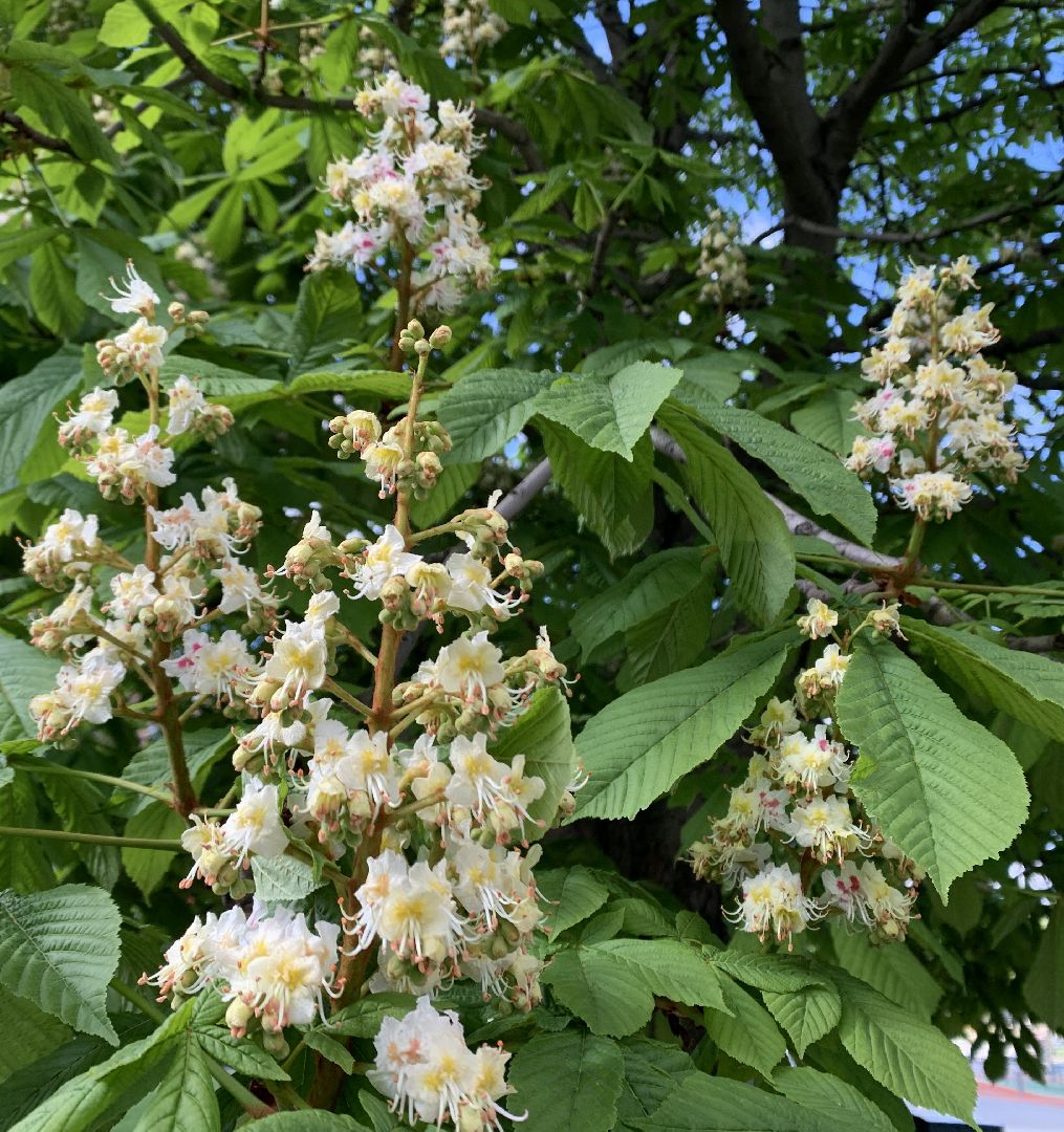 Балашиха, Подмосковье, Благоустройство, бульвар цветов, каштаны,