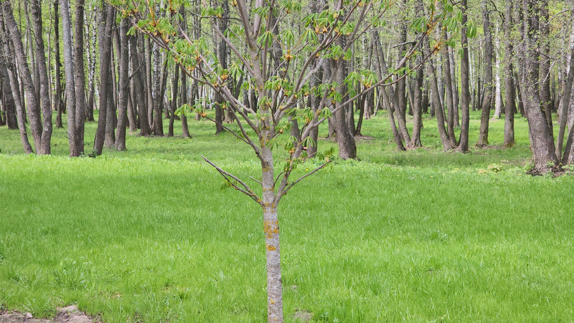 Егорьевск, парк, 200 лет егорьевску, благоустровйство, фонтан, резиновое покрытие, качели, каток,