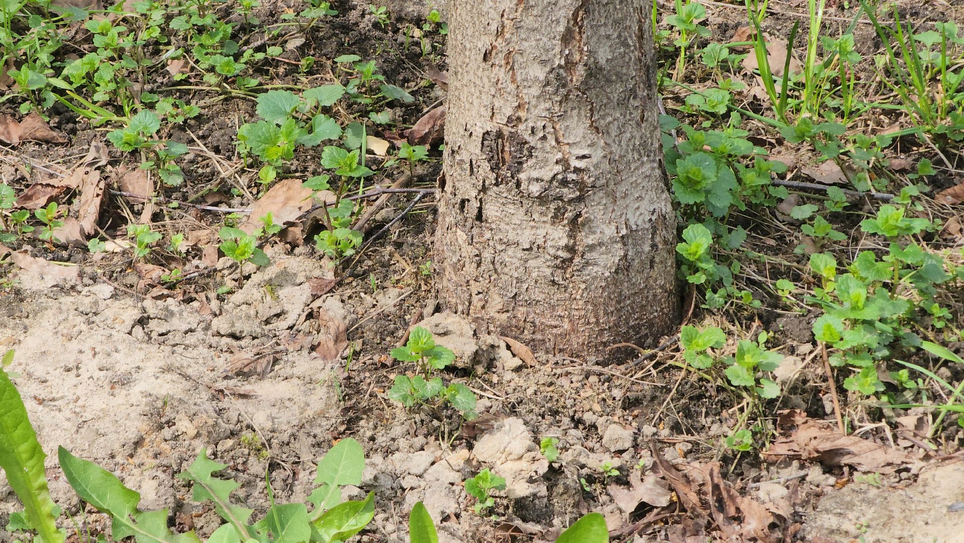 Егорьевск, парк, 200 лет егорьевску, благоустровйство, фонтан, резиновое покрытие, качели, каток,