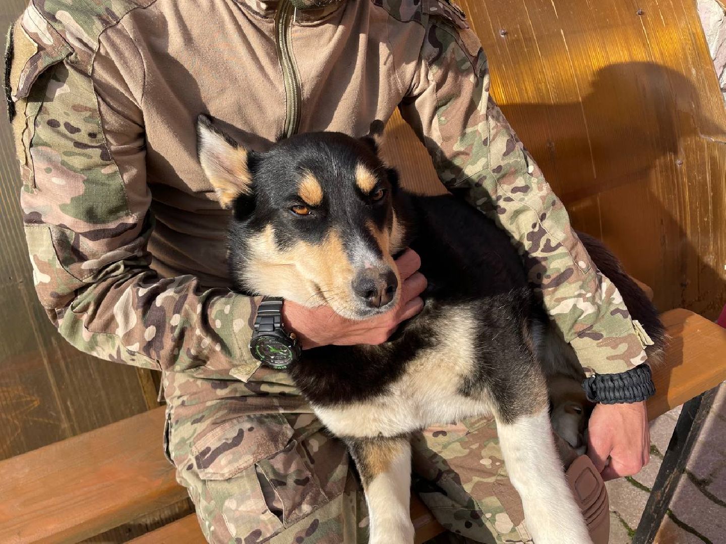 СВО, Ника, Метиска Ника, боец СВО, БАРАДА, Серебряные Пруды, собака дождалась бойца,