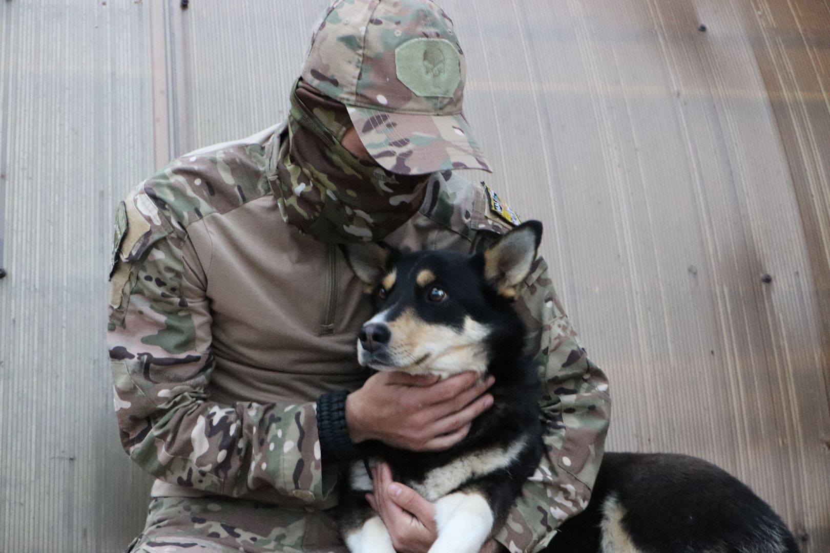 СВО, Ника, Метиска Ника, боец СВО, БАРАДА, Серебряные Пруды, собака дождалась бойца,