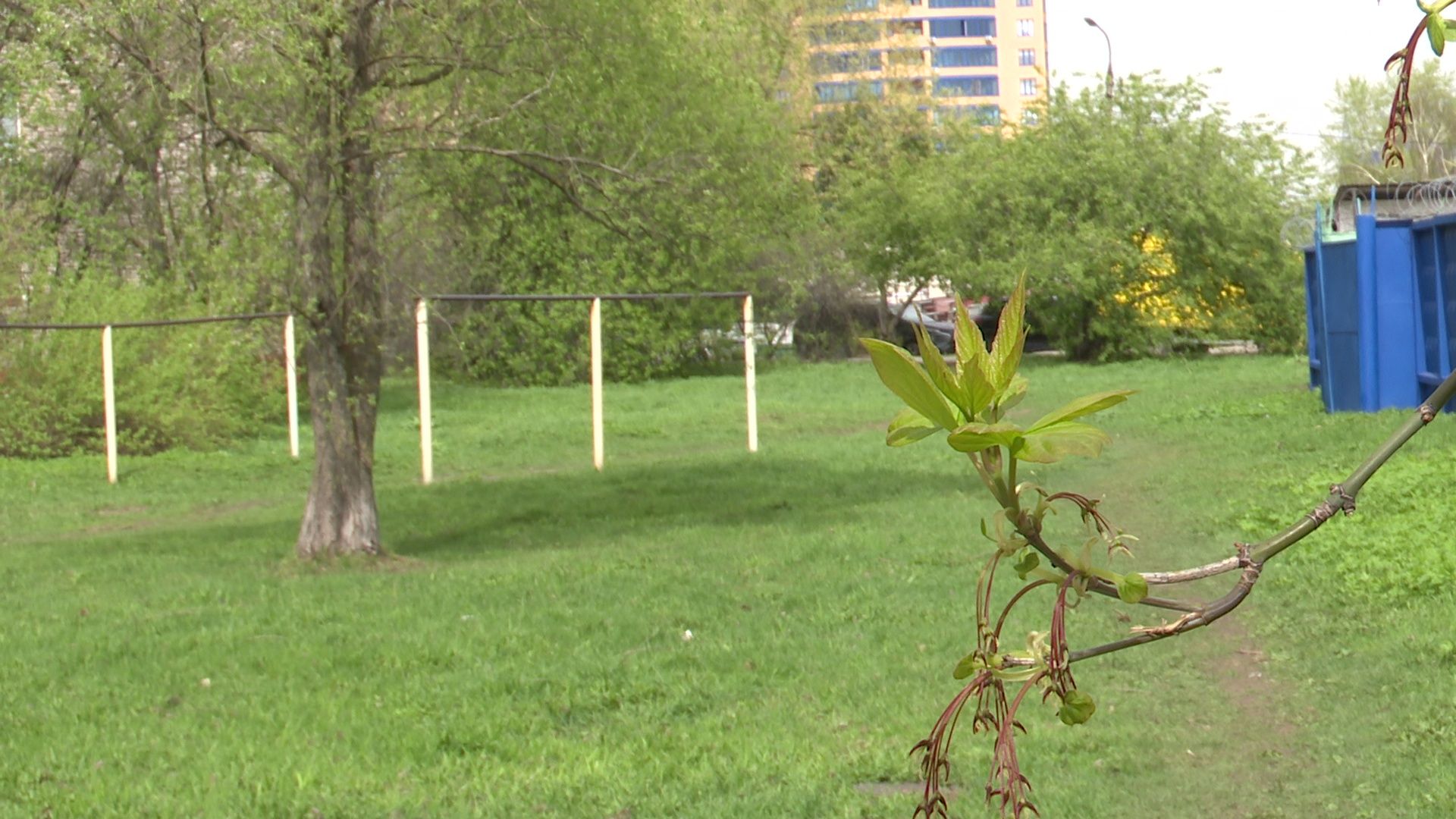 Реутов, площадка, выгул собак, четырехлапые, домашние питомцы,