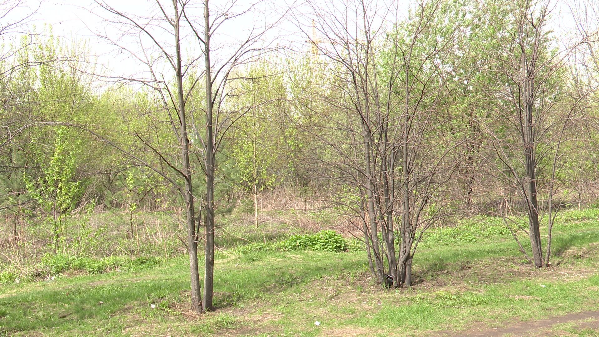 Реутов, площадка, выгул собак, четырехлапые, домашние питомцы,