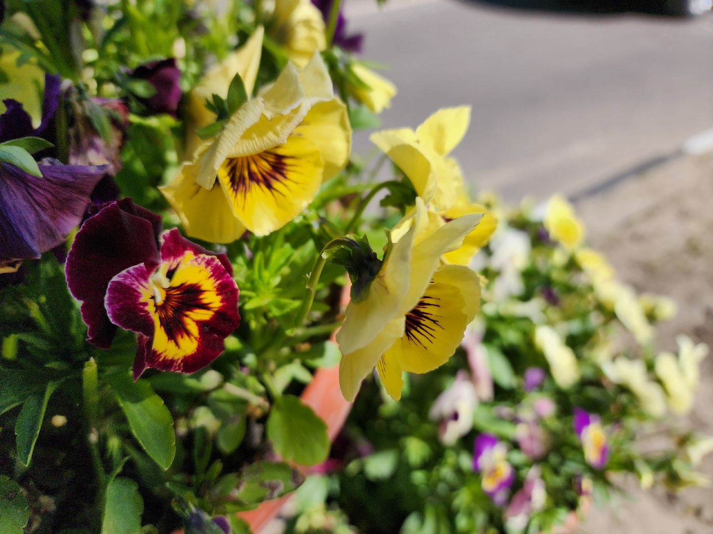 воскресенск, благоустройство, город, цветы,