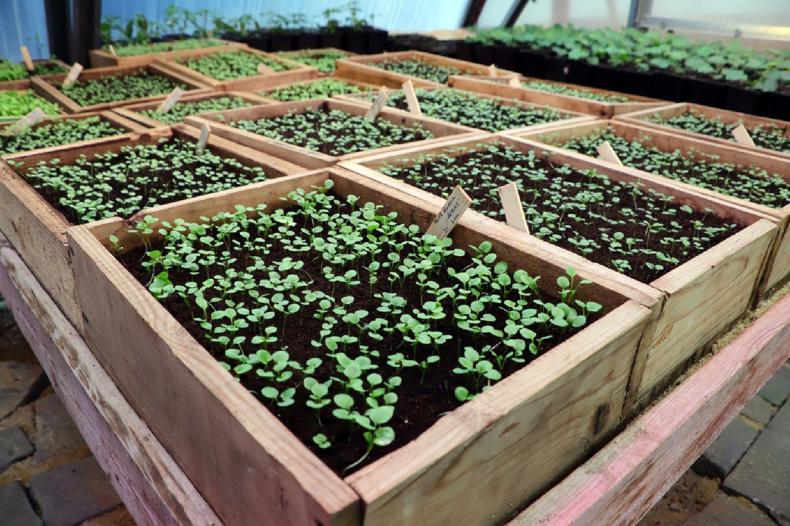 воскресенск, благоустройство, город, цветы,