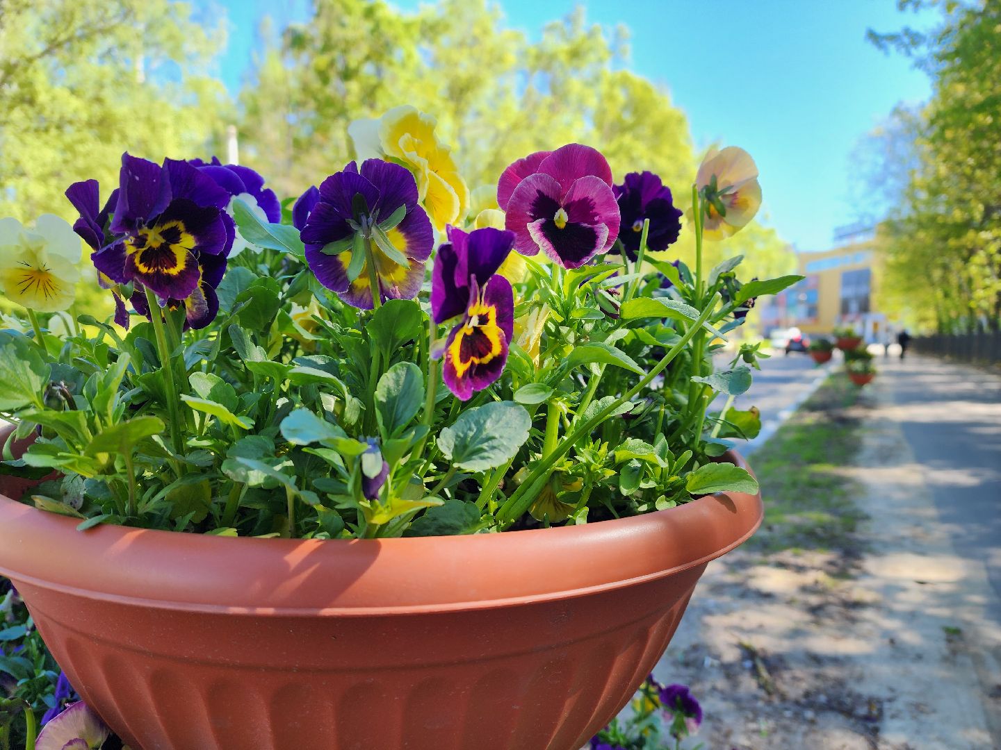 воскресенск, благоустройство, город, цветы,