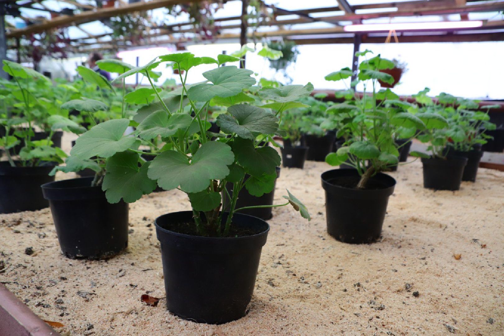 воскресенск, благоустройство, город, цветы,