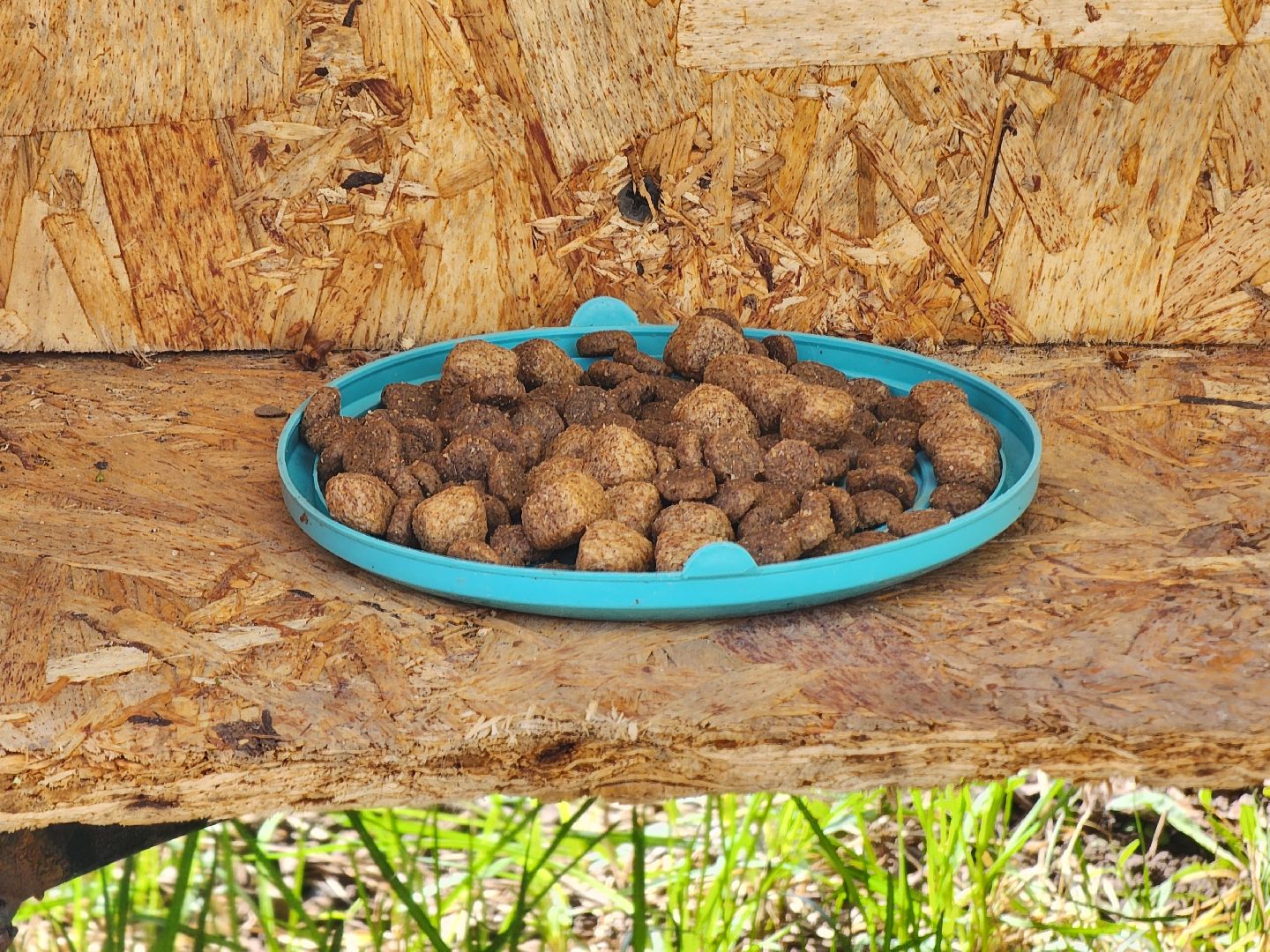 коты, кошкин дом, двор, Благоустройство, руза, рузский городской округ, московская область,