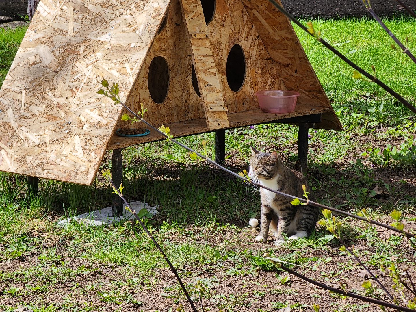 коты, кошкин дом, двор, Благоустройство, руза, рузский городской округ, московская область,