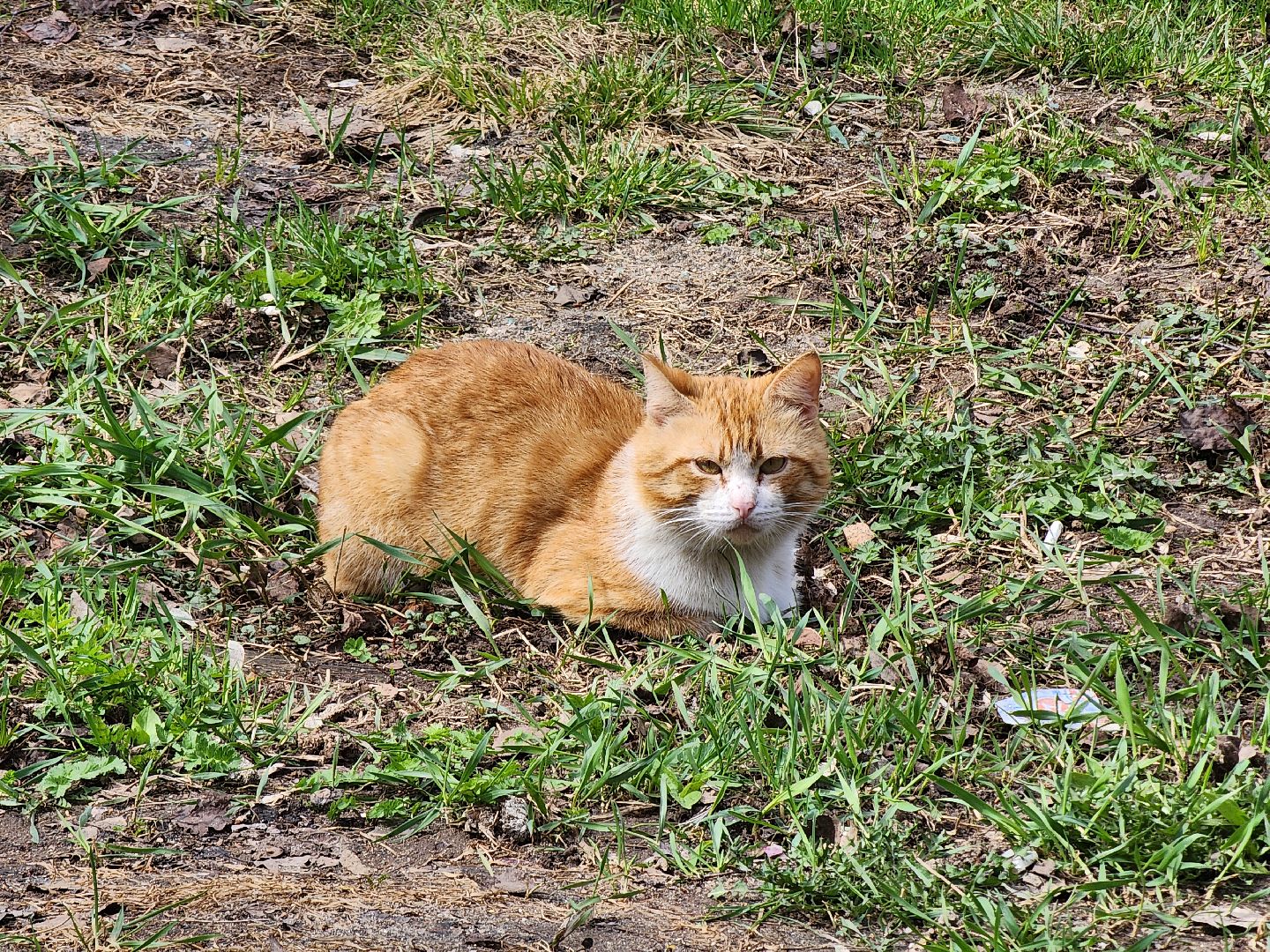 коты, кошкин дом, двор, Благоустройство, руза, рузский городской округ, московская область,