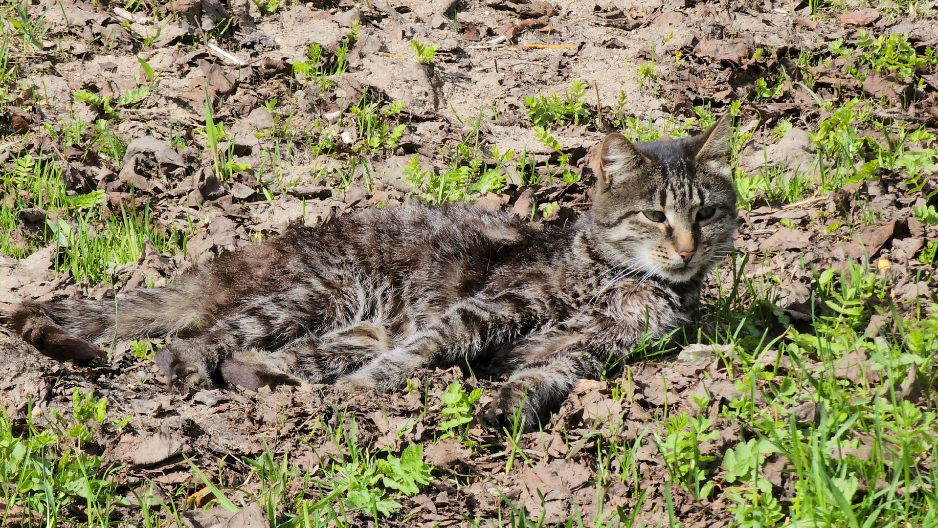 коты, кошкин дом, двор, Благоустройство, руза, рузский городской округ, московская область,