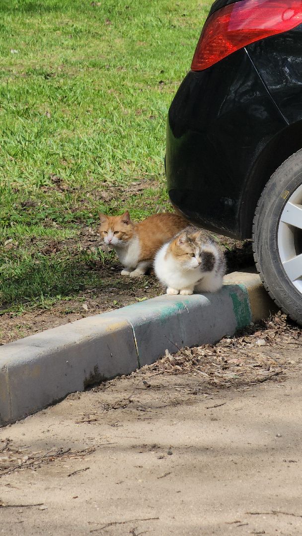 коты, кошкин дом, двор, Благоустройство, руза, рузский городской округ, московская область,