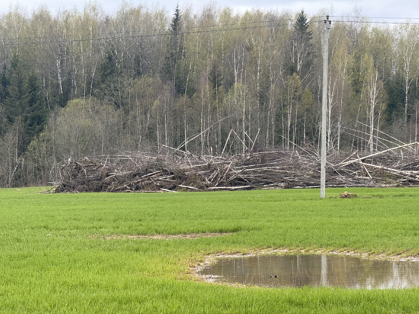 шаховская, операция смежник, пожароопасный сезон, лесничество,