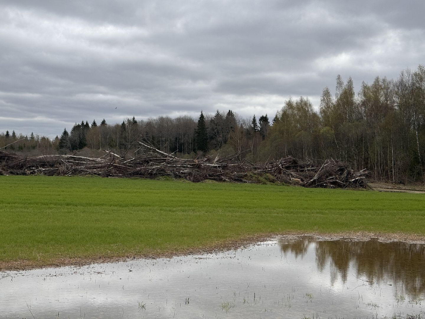 шаховская, операция смежник, пожароопасный сезон, лесничество,