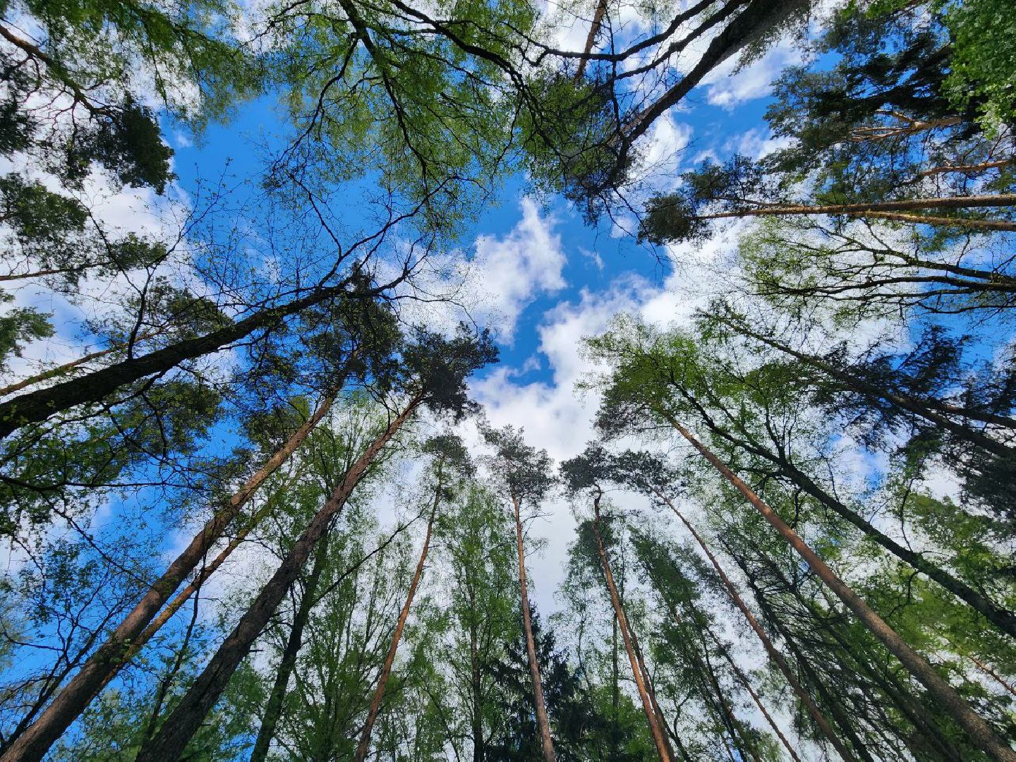 можайск, можайский городской округ, подмосковье, пикниковая зона, зона отдыха, лесной фонд, шашлык, праздники, штраф, оборудованная зона,