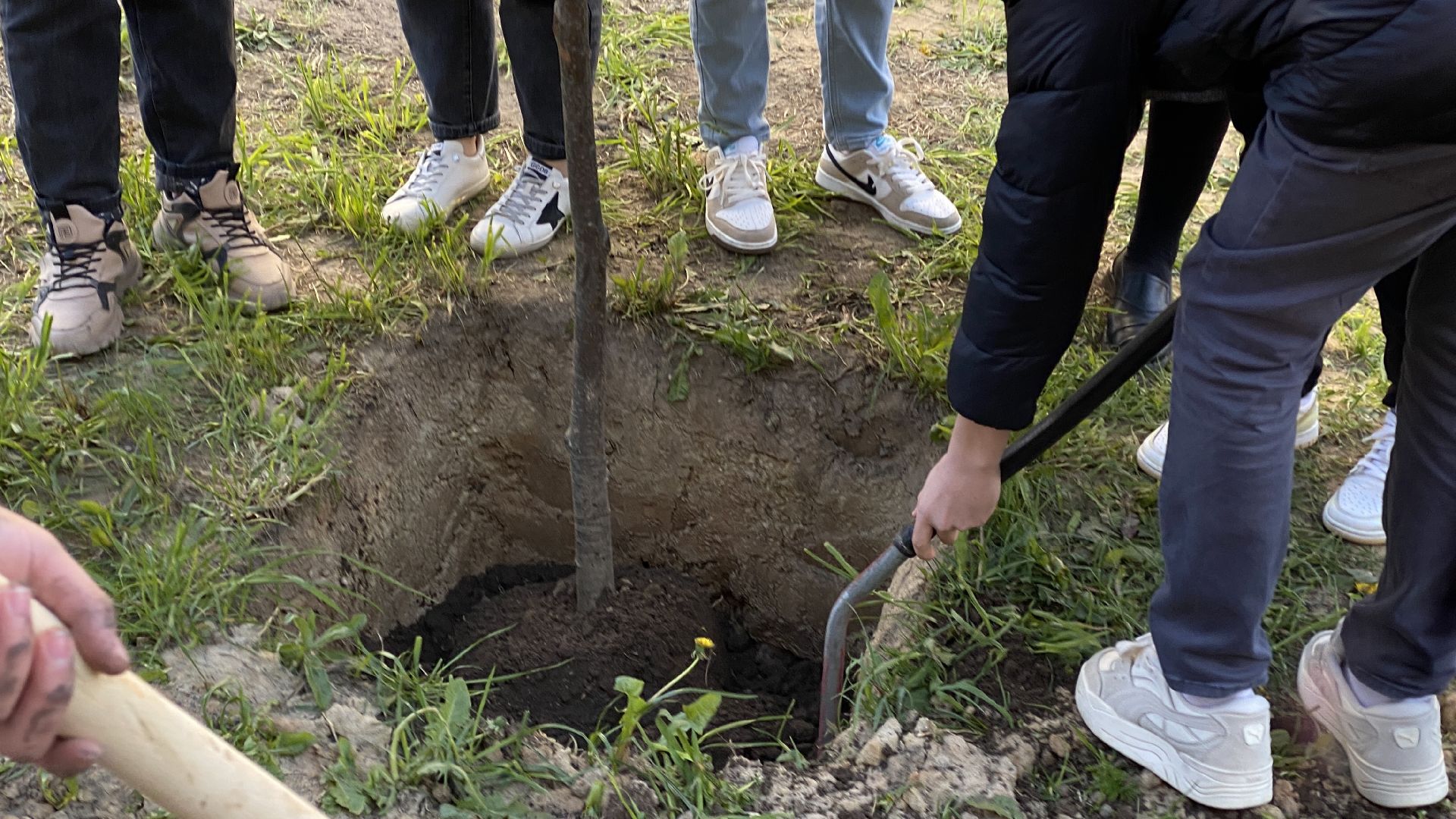 добрые дела, высадка деревьев, 40 лип, ленинский городской округ, государев дом,