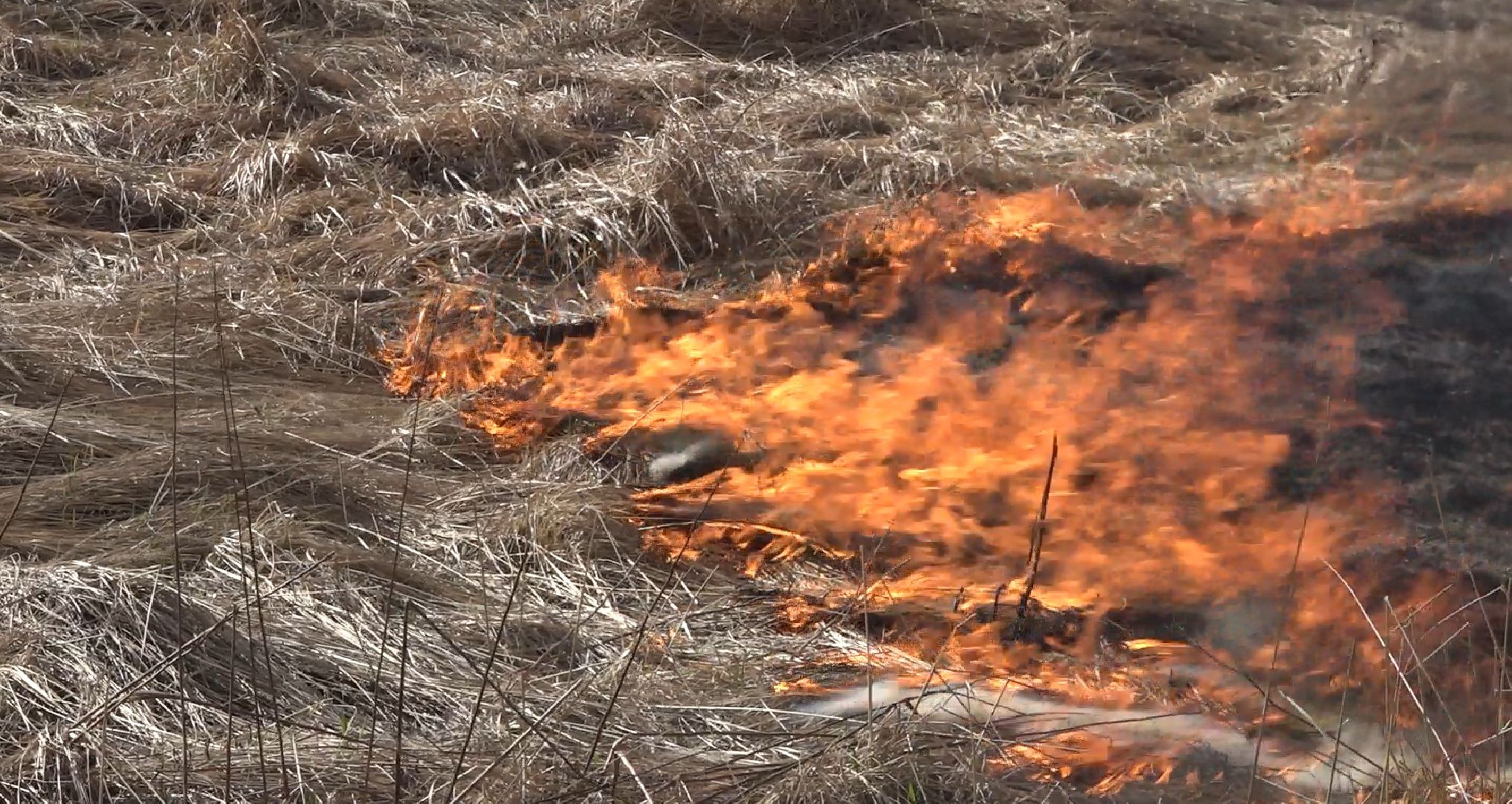 пал травы, МЧС, Домодедово, пожарная часть 58,