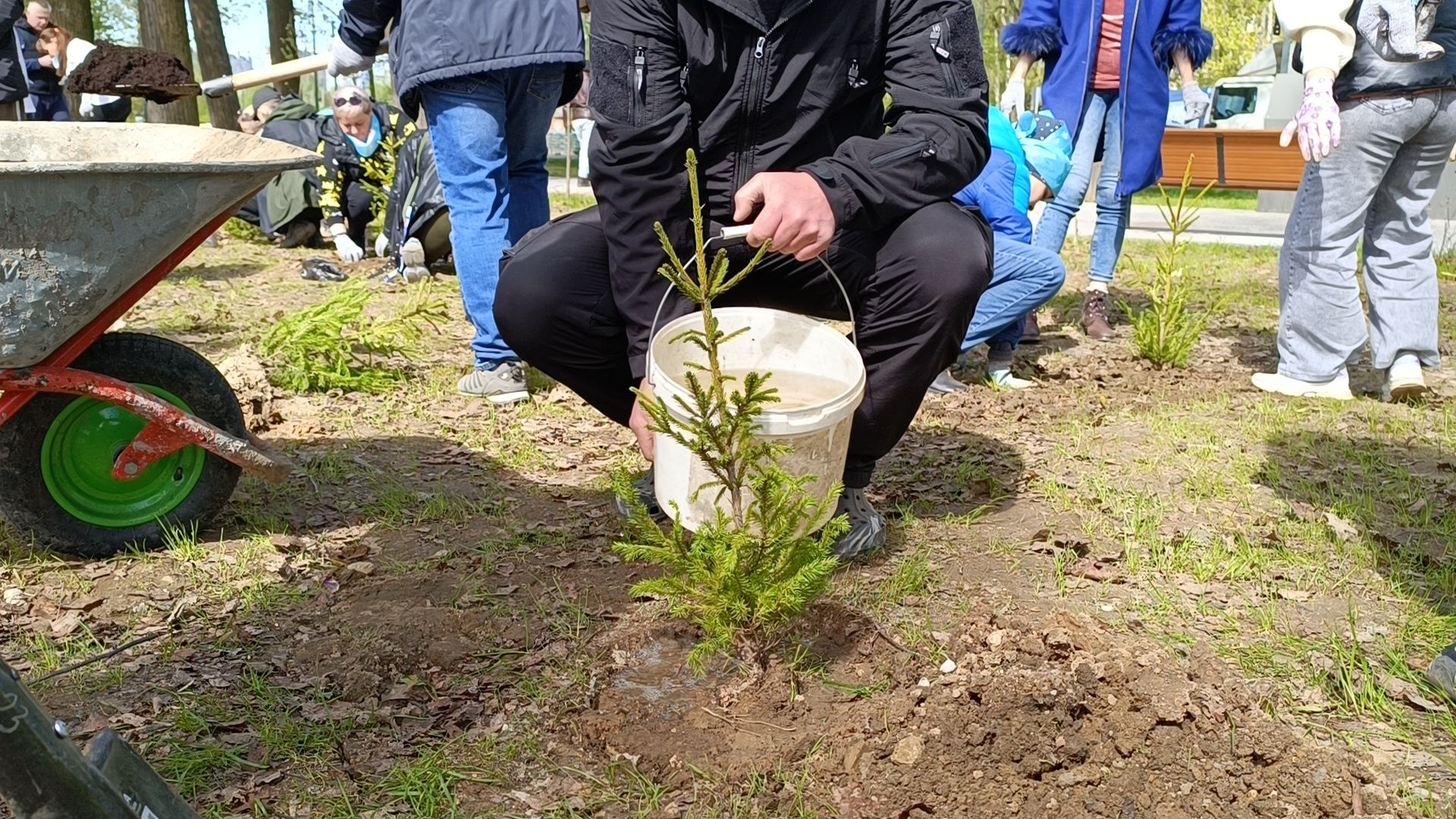 экология, деревья, лобня,