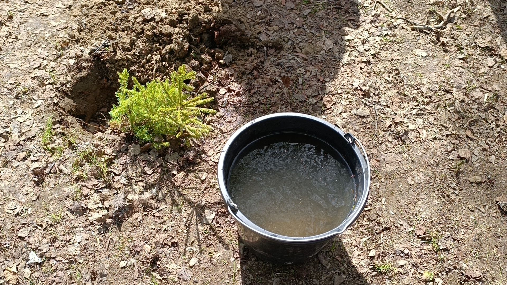 экология, деревья, лобня,