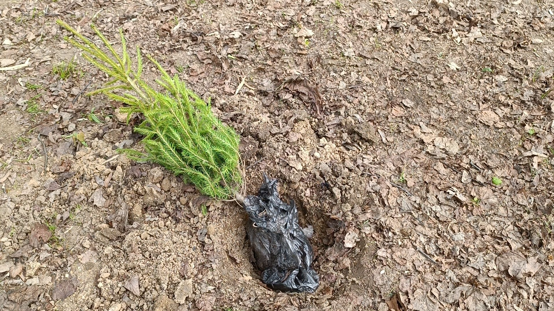 экология, деревья, лобня,